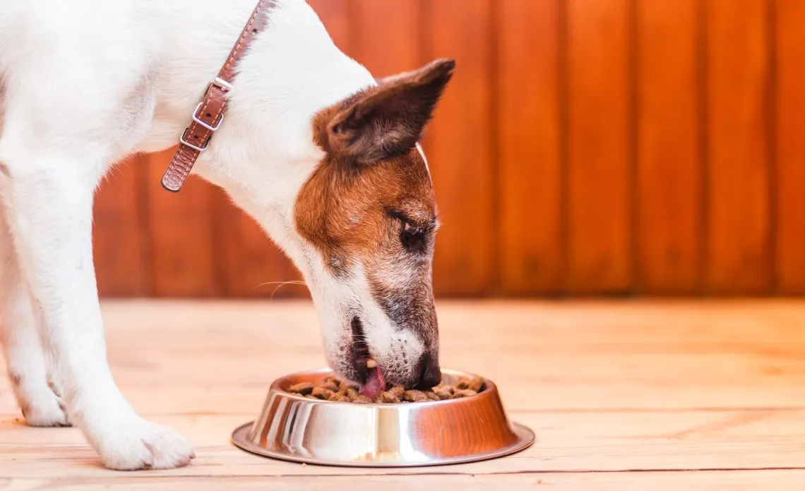 En este momento estás viendo Max Mature: Alimentos de alta calidad para mascotas mayores