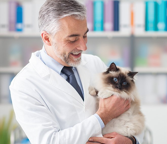 En este momento estás viendo VET LIFE DIABETICS FELINE: Nutrición especializada para gatos diabéticos